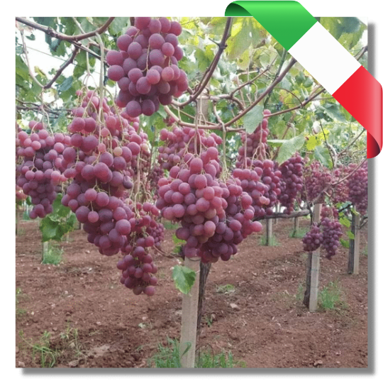 Uva Primitiva